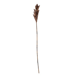 Afina Branch, Brown, Palm Leaf