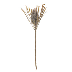 Palmflower Stem, Brown, Artificial Flowers