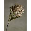 Protea Stem, Nature, Artificial Flowers