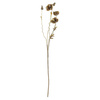 Poppy Stem, Brown, Artificial Flowers